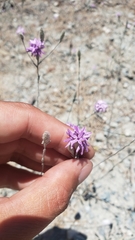 Lessingia leptoclada