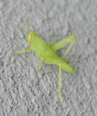 Acrididae