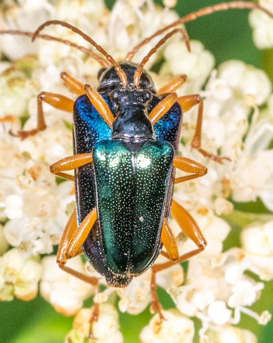 Gaurotes cyanipennis (Say, 1824)