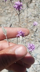 Lessingia leptoclada