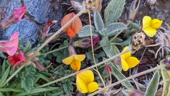 Lotus corniculatus glacialis