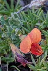 Lotus corniculatus glacialis