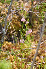 Polygala brevifolia