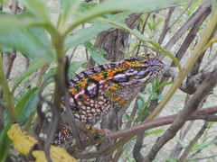 Furcifer lateralis
