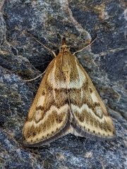 Pyrausta limbopunctalis