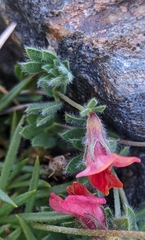 Lotus corniculatus glacialis