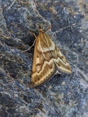 Pyrausta limbopunctalis