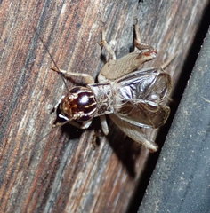 Miogryllus
