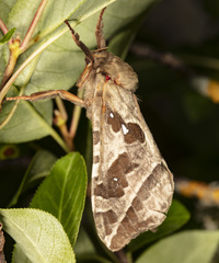 Sthenopis purpurascens