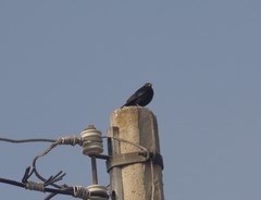 Molothrus aeneus