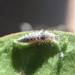 photo of Green Lacewings (Chrysopidae)
