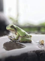 Hyla japonica
