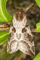 Sthenopis purpurascens