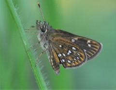 Piruna