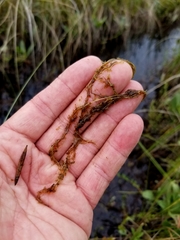 Utricularia minor