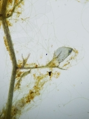 Utricularia minor