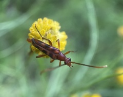 Strangalia sexnotata