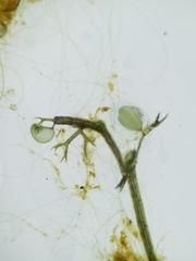 Utricularia minor