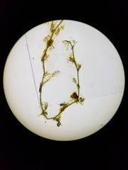 Utricularia minor
