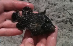 Canthidermis maculata