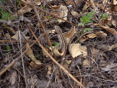 Sceloporus slevini