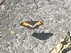 Adelpha cytherea