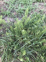 Lepidium virginicum