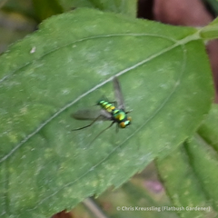 Condylostylus comatus