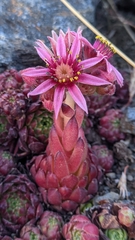 Sempervivum minutum