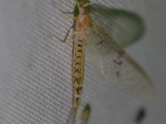 Ephemera varia