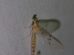 Ephemera varia