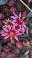 Sempervivum minutum