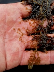 Utricularia purpurea