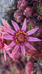 Sempervivum minutum