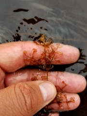 Utricularia purpurea