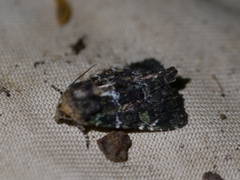 Oligia chlorostigma