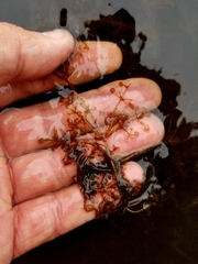 Utricularia purpurea