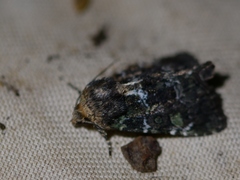 Oligia chlorostigma