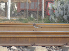 Charadrius vociferus
