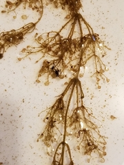 Utricularia purpurea