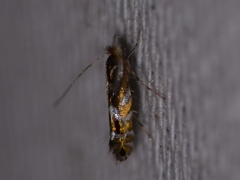 Macrosaccus morrisella