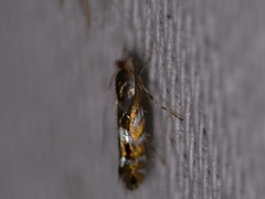 Macrosaccus morrisella