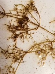 Utricularia purpurea