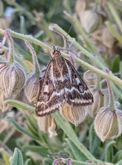Pyrausta limbopunctalis