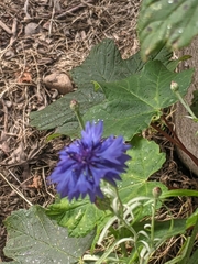 Centaurea cyanus
