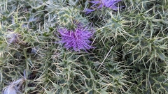 Cirsium acaule gregarium
