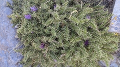 Cirsium acaule gregarium