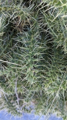 Cirsium acaule gregarium