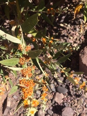 Buddleja tucumanensis