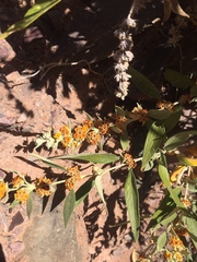 Buddleja tucumanensis